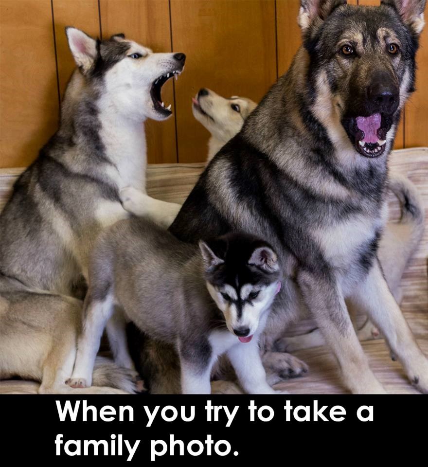 Kako uvijek završi pokušaj obiteljske fotke