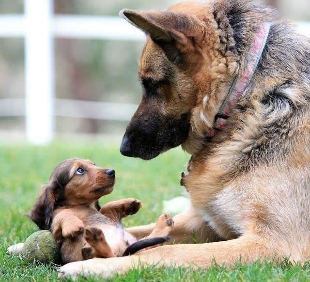 Pesekov pogled pun ljubavi: Veliki zaštitnik tata ga čuva