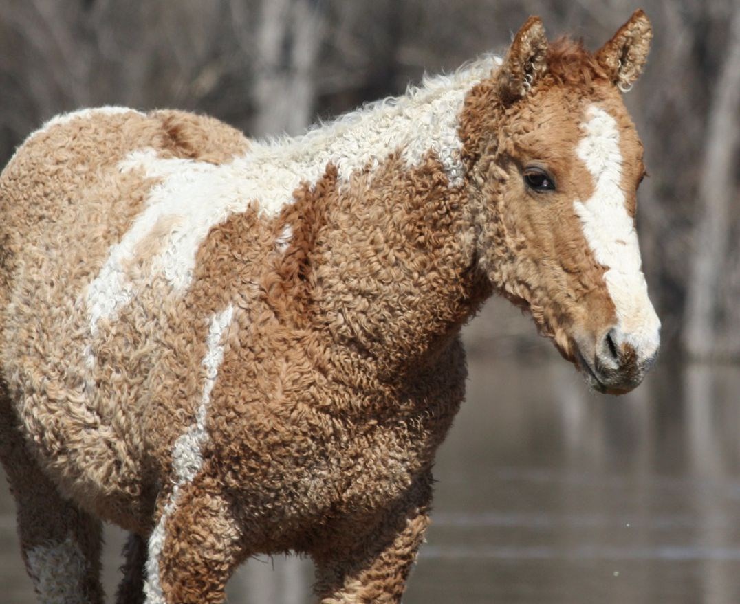 Rudlavi konjić se svježe brčkao u rijeci