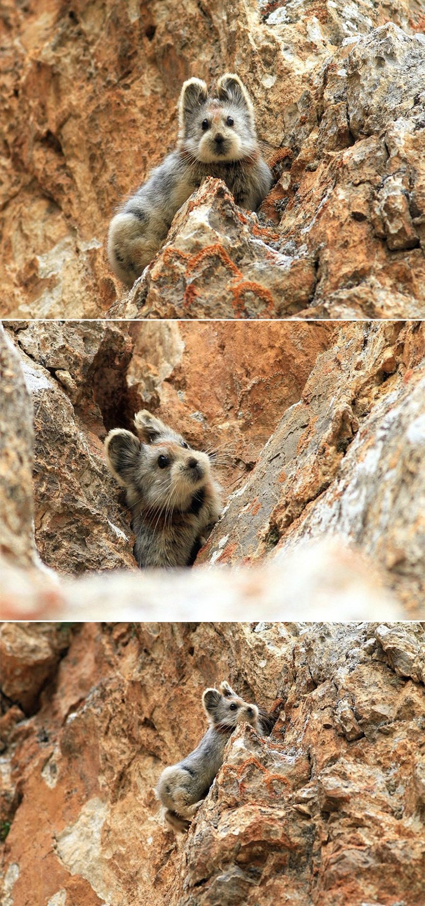 Galerija: Živući plišani medvjedić uskoro će izumrijeti?