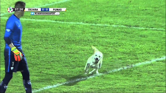Presretni razigrani pas uletio na tekmu, a igrači mrtva puhala!