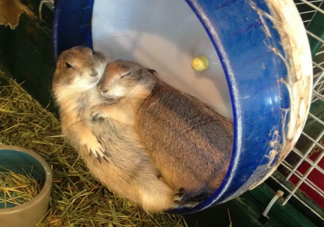 Slatki ljubavni par mirno spava nakon dobrog kotrljanja