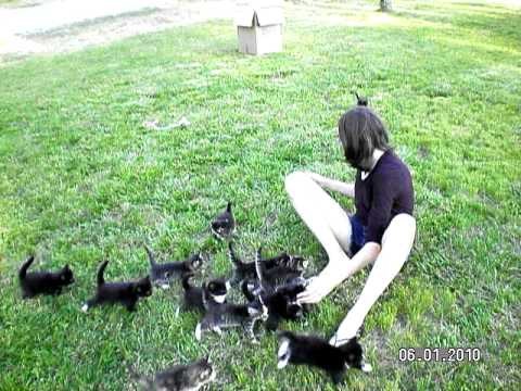 Upute kako napraviti vlakić sastavljen od 13 preslatkih mačića