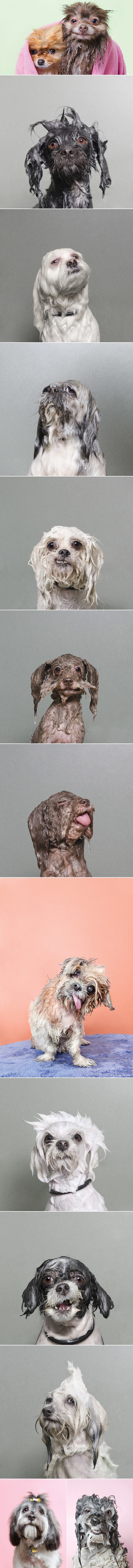 GALERIJA: Dok se vama duša topi od slatkoće, oni misle samo na jedno 