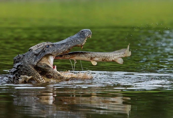 Krokodil "dobio na lotu": Riba sama uskočila u usta