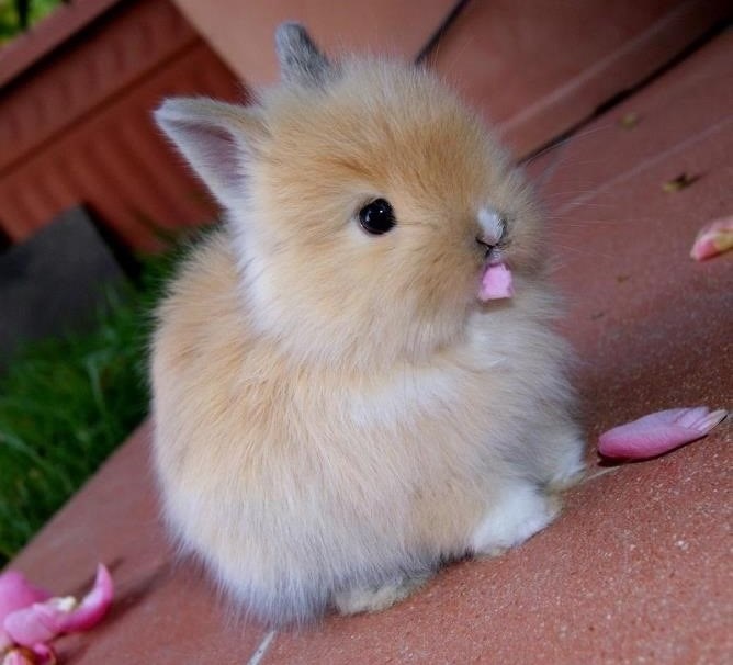 Zekonja papa latice: Cvijeće je lijepo, a očito i fino