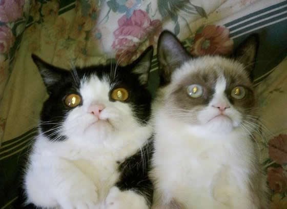 Mrgud-mačkov brat jednako ljut na život