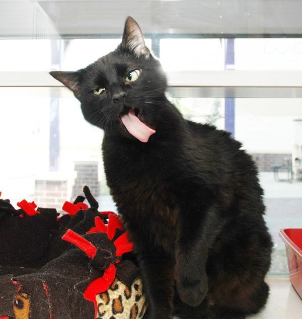 Crna mačka - bijeli prah - mentalni krah