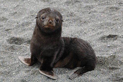 Mali tuljan osvaja slatkoćom