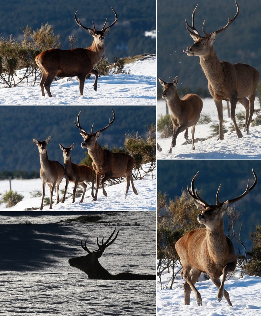 Srne i jeleni u francuskoj snježnoj idili