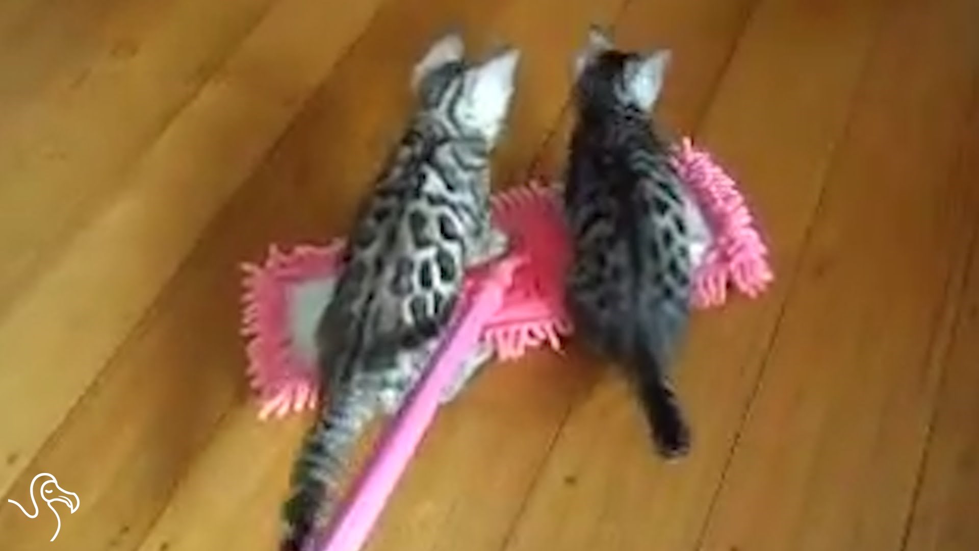 VIDEO: Urnebesna smetala, a misle da pomažu