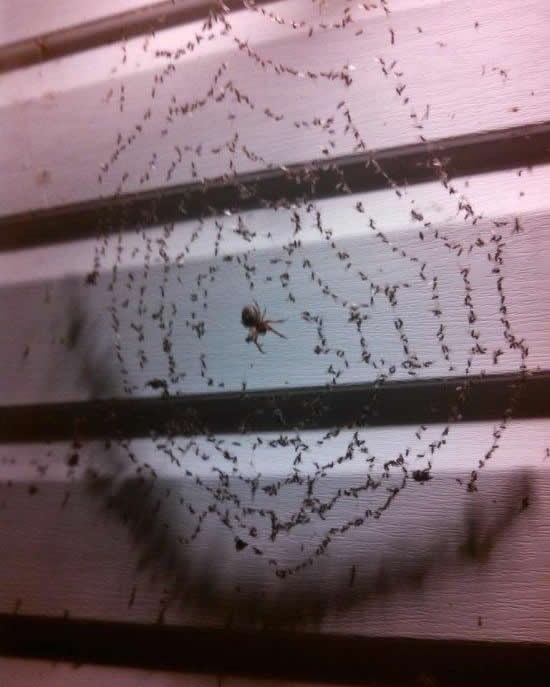 Zašto ne ubiti pauka