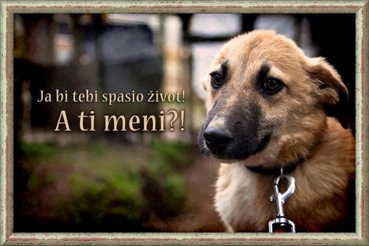 Udomljavanjem spašavaš živote
