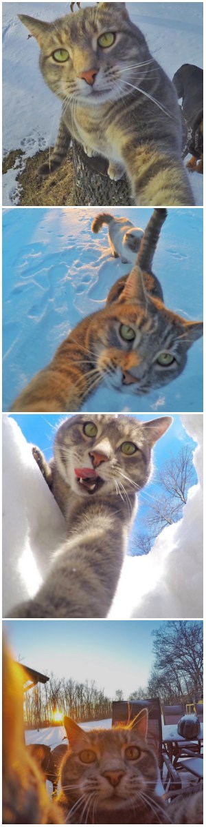 Mačak Manny fotka najbolje selfije 