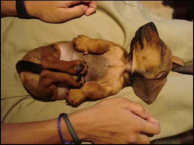 Najslađi uspavani psić na svijetu