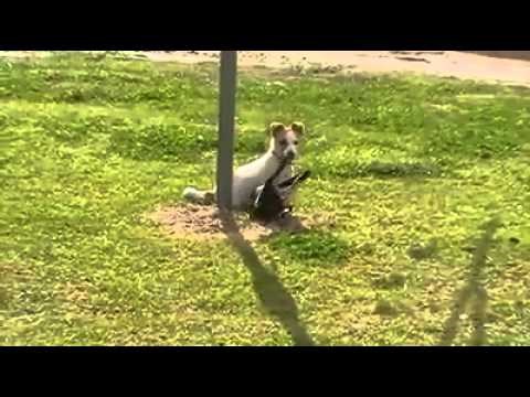 VIDEO: Kad nemaš mačku za igru, nabaviš svraku!