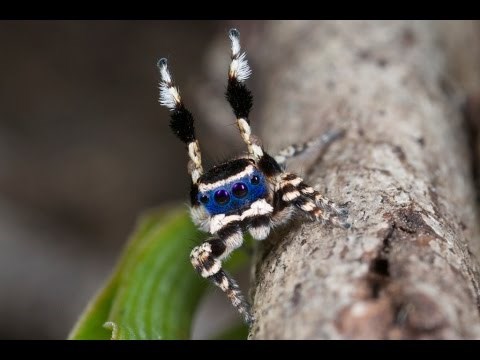 VIDEO: Slatki paukić pokazao svoje seksi plesne korake