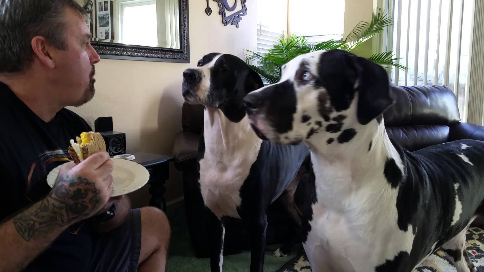 VIDEO: Kad ne upali uporno uvjeravanje, jedan ''I love you'' sređuje stvari