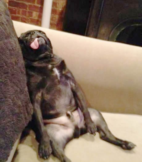 Umorni pas se razvalio na kauč nakon napornog dana