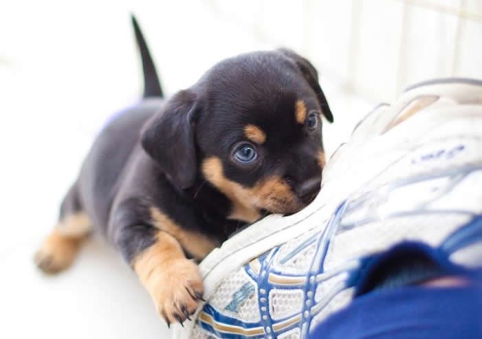 Krvojočni jotvajler napao fotogjafa