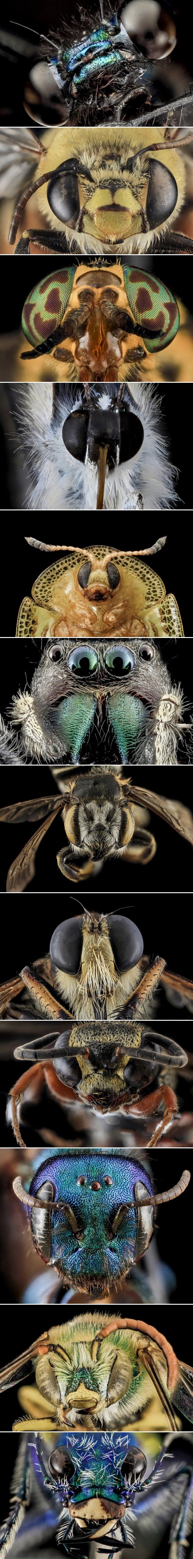 Galerija: "Izvanzemaljski" svijet portreta kukaca