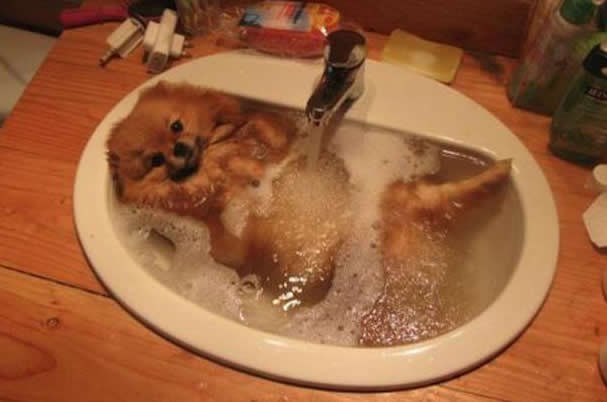 Razmaženi psić dobio privatni jacuzzi