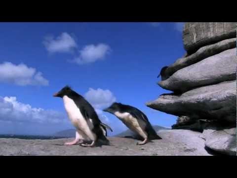 VIDEO: Kompilacija trapavih pingvina će vam uljepšati cijeli tjedan!