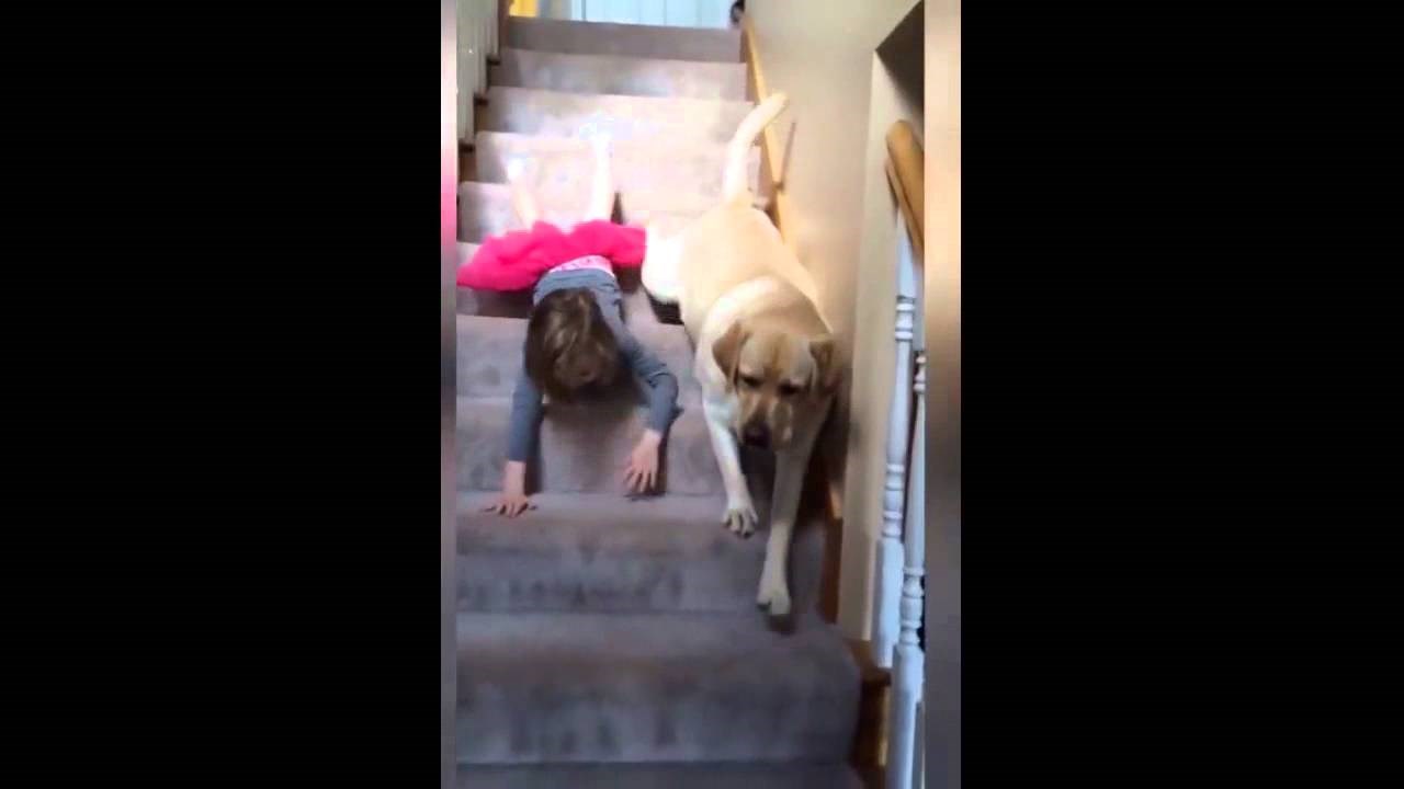 Svijet odmara mozak slatkom snimkom klinke i psa koji se natječu u puzanju niz stepenice