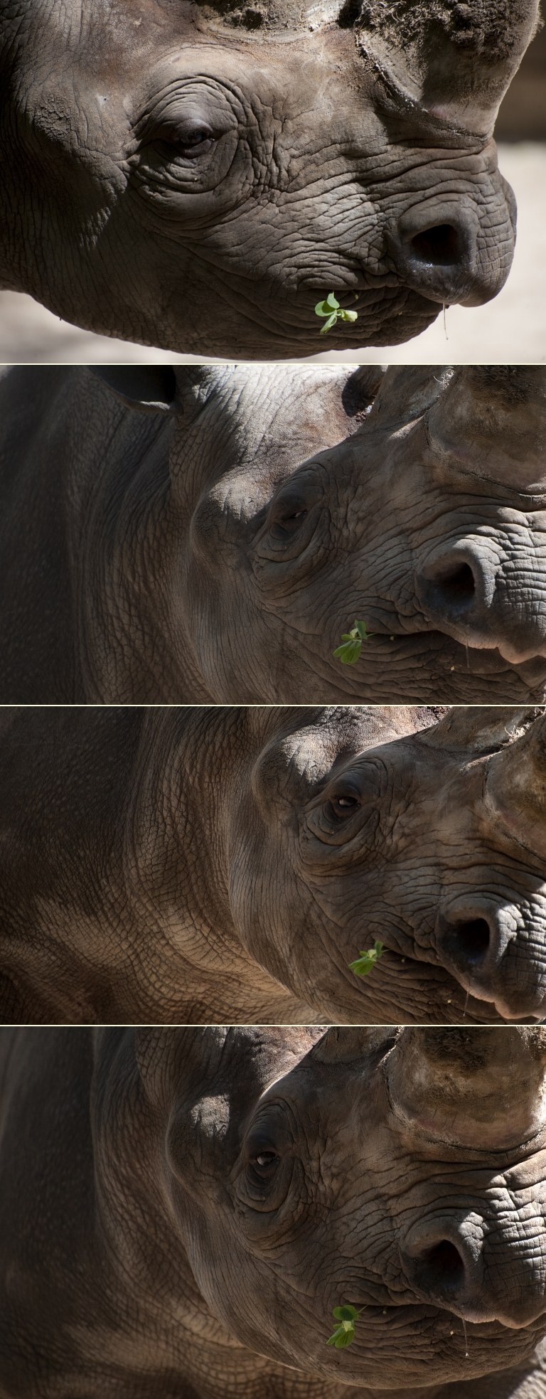 Sretni nosorog uživa žvačući djetelinu s četiri lista