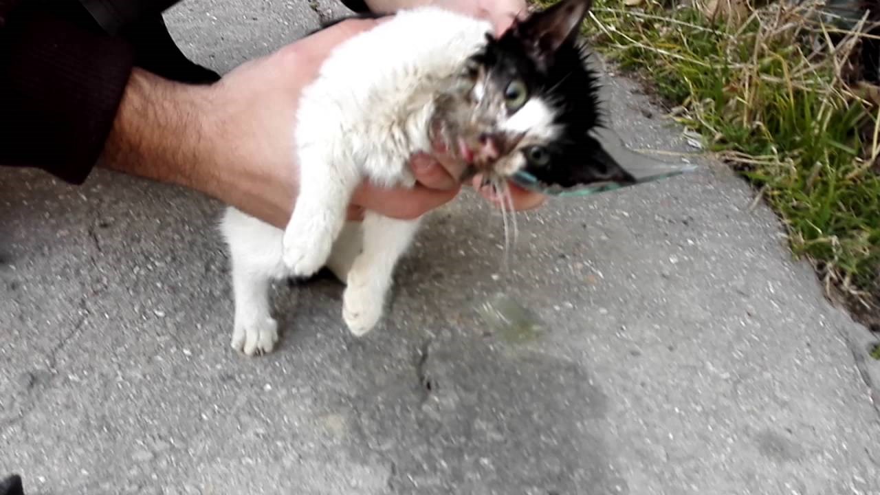 VIDEO: Maca je upala u velike probleme, pogledajte kako je spašena