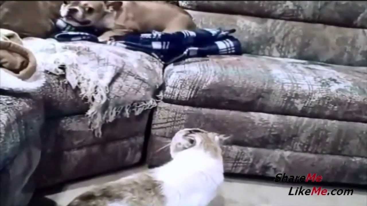 VIDEO: Izazivao tako dugo dok mu micek nije pokazao 'ko je gazda u ovoj kući