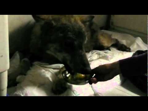 VIDEO: Spasili vuka iz ralja smrti, Sivko dobio novu priliku