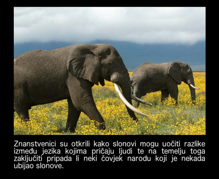 Nevjerojatna činjenica o slonovima koju sigurno niste znali!