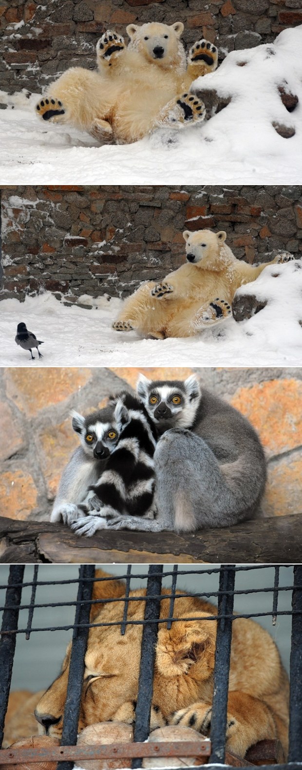 Ruski polarni medo zbog snijega odvalio od sreće, drugi nisu