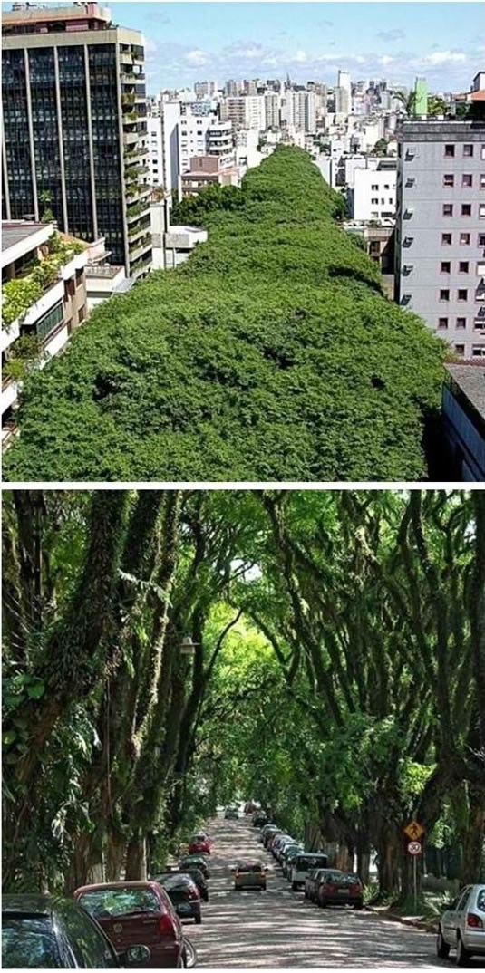 Porto Alegre, Brazil: Šuma usred grada