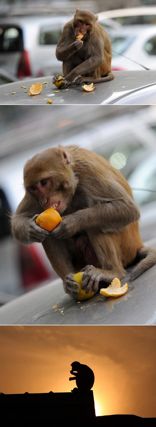 Majmunčići se slade mandarinama