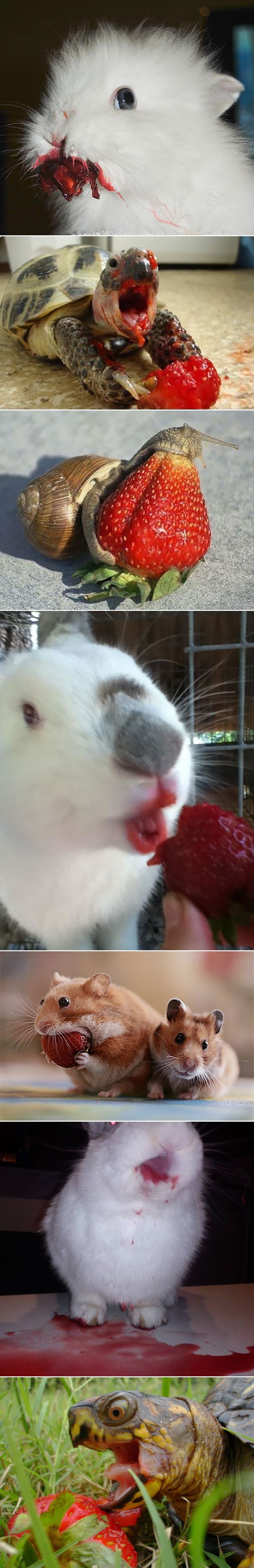 Galerija: Papaju voće, a izgledaju poput malih čudovišta iz horora