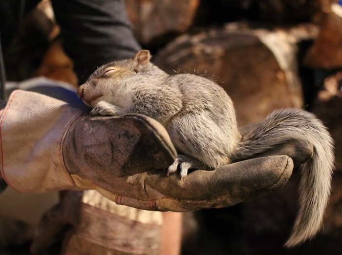 Drvosječa spasio bebicu vjevericu