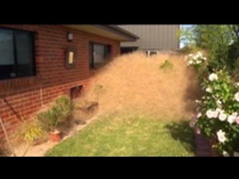 DLAKAVA PANIKA: Brutalno divlja biljka napala grad