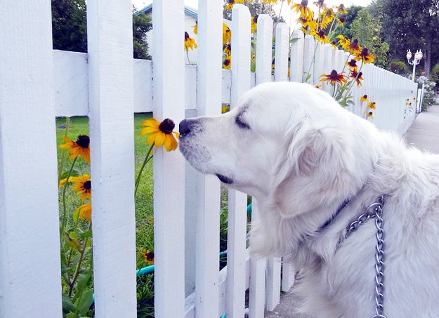 I pseća duša cijeni ljepotu prirode: Stao šnjofnuti cvjetić