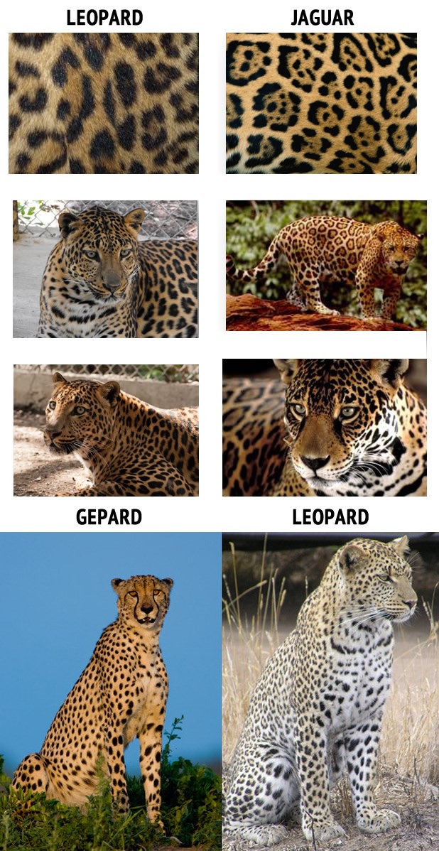 Nauči razlikovati velike mačke po pjegama