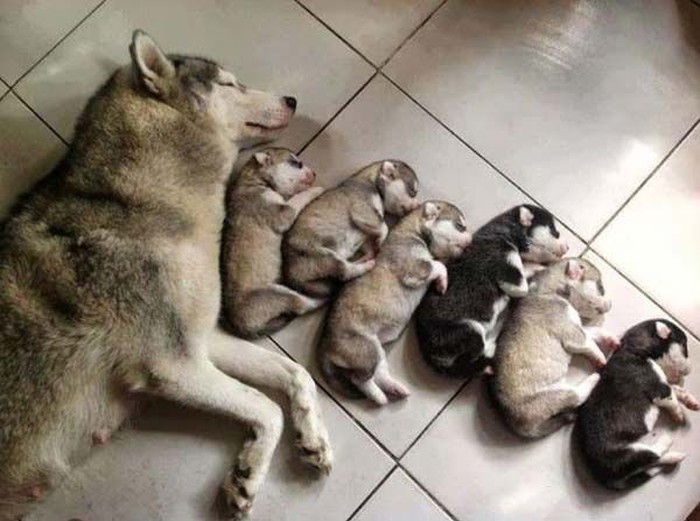 Mama pas i njen mali čopor