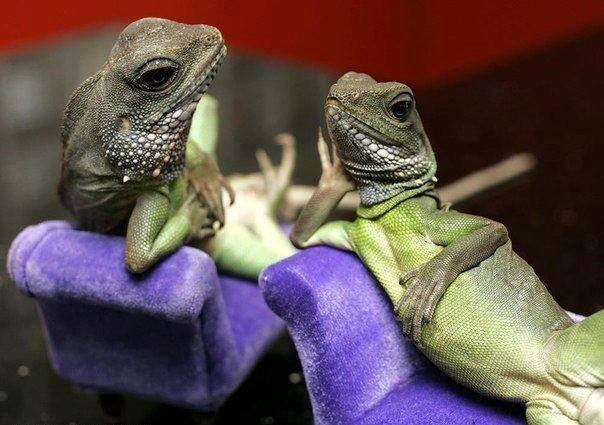 I, frajeru, jesam ti sexy?