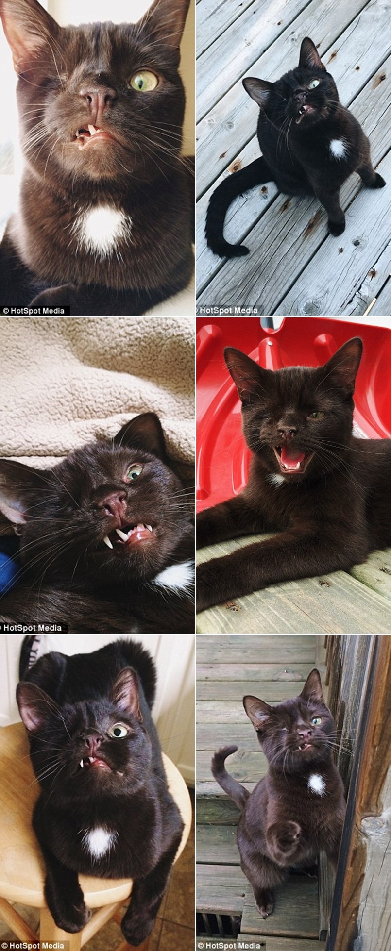 "Gusarski" micek dobio dom za Božić, izjavio da je "Arrr, jako sretan!"