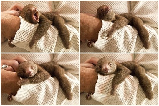 Bebač ljenivac na produženom vikendu