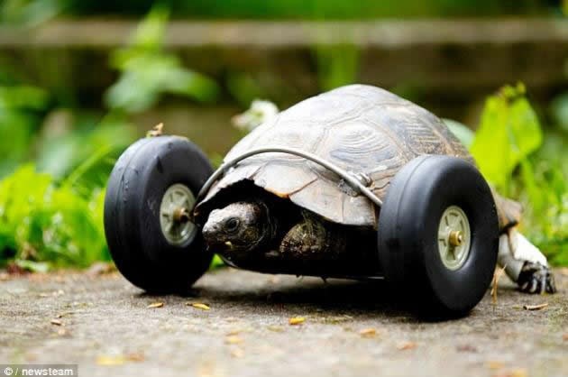 Kornjača dobila kotače, juri duplo brže nego prije!