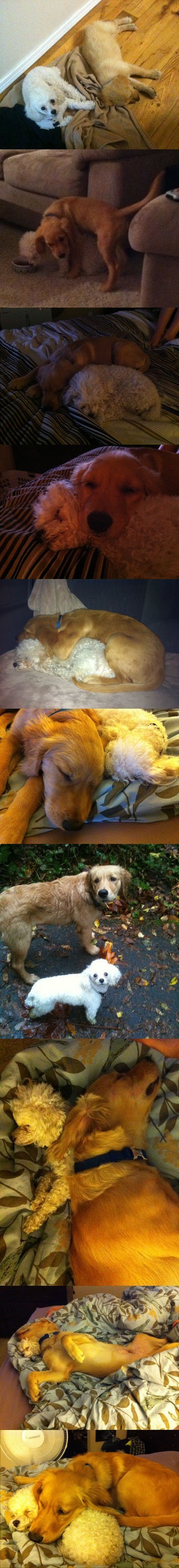 Veliki i mali pas - dva nerazdvojna prijatelja