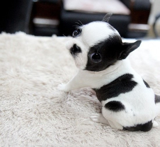 Gospodin Crna Njuškica dobio novu dekicu