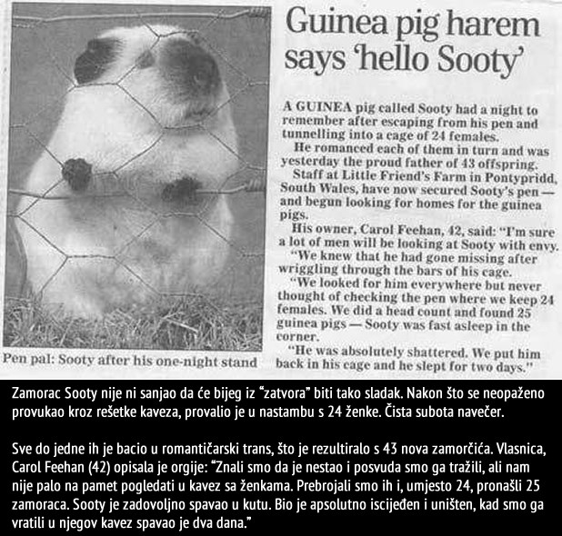 Zamorac seksualni manijak