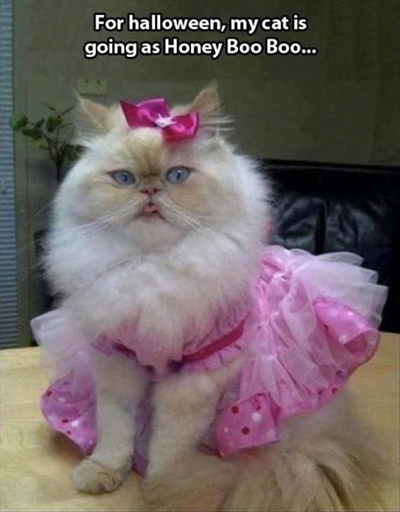 Maca se već počela spremati za Noć vještica